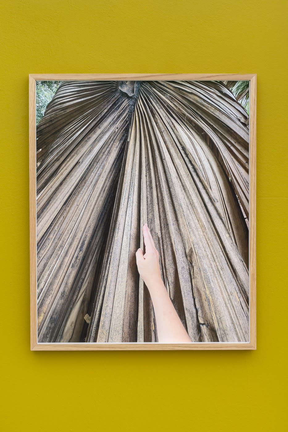 Palm