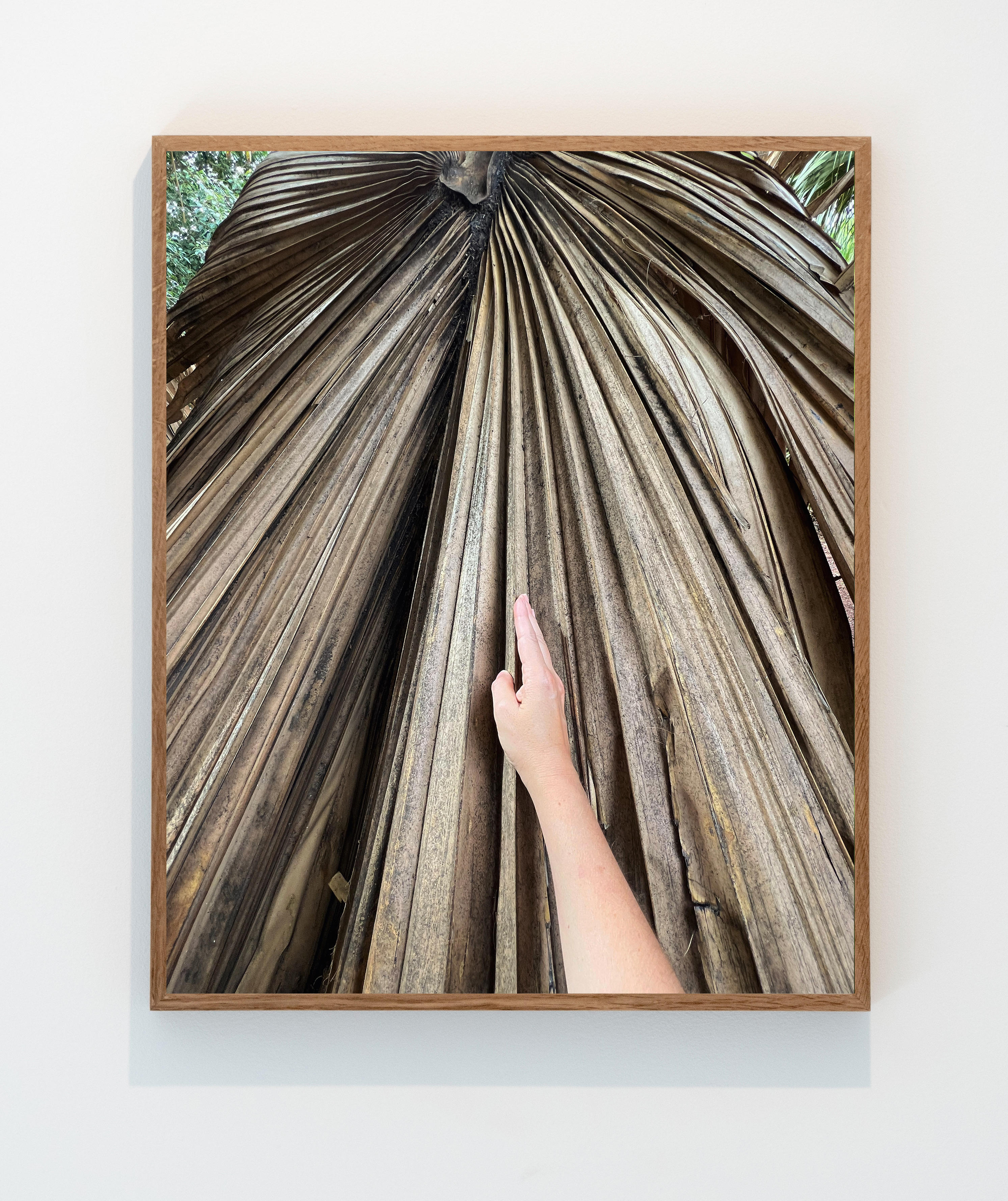 Palm