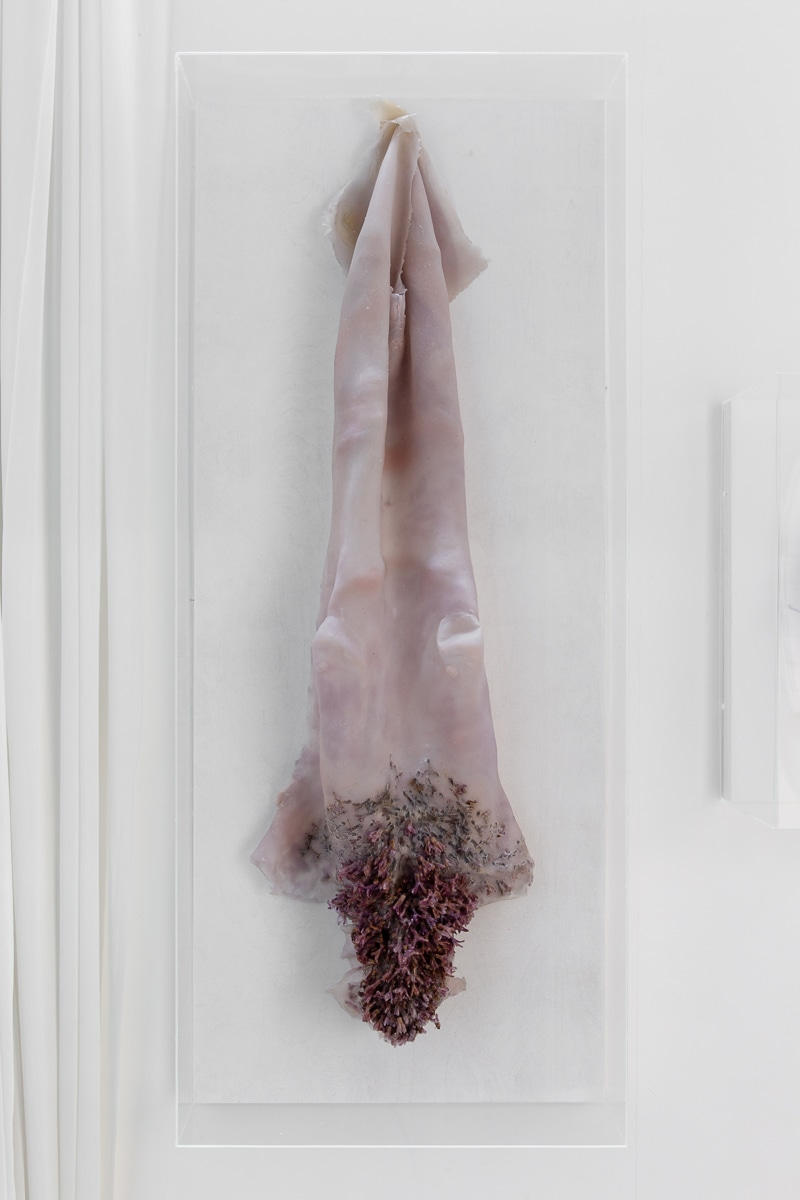 Sinmara 5 (Hyacinths)