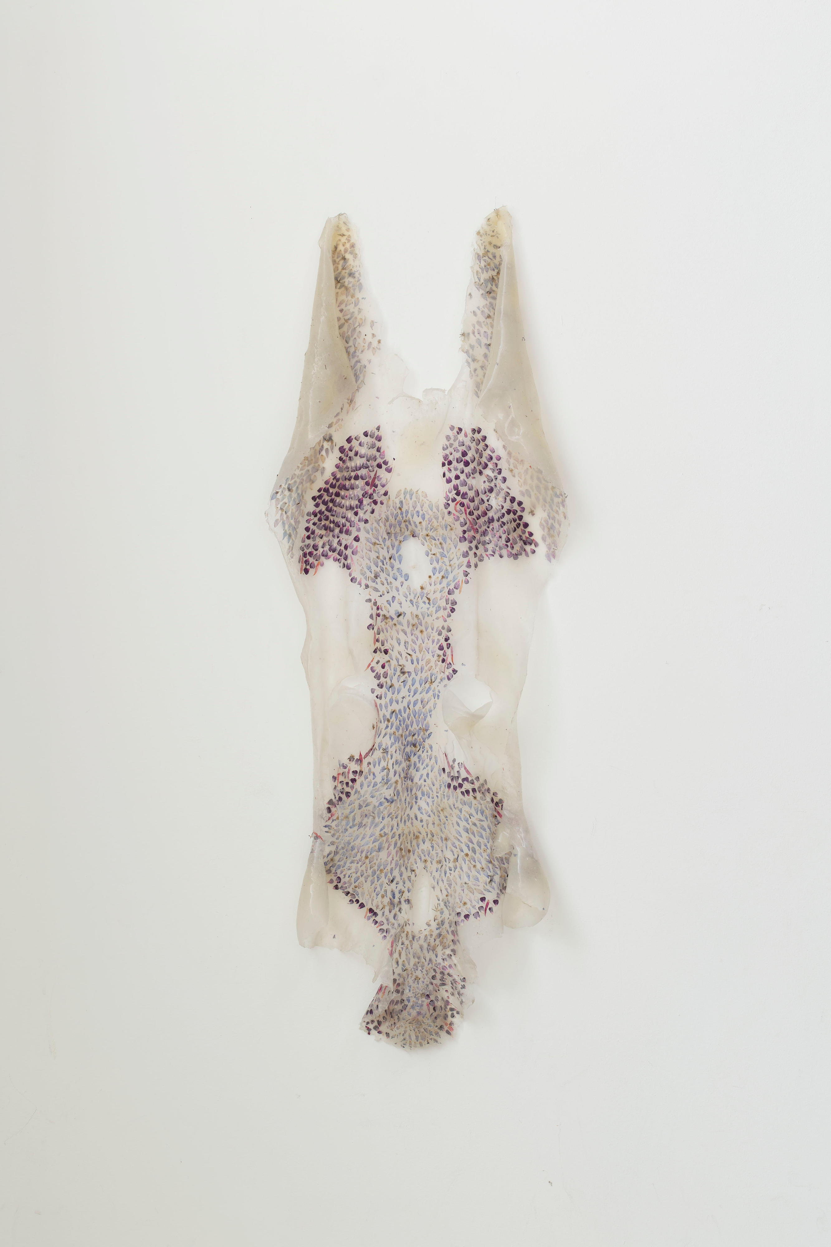 Solanum (torso skin)