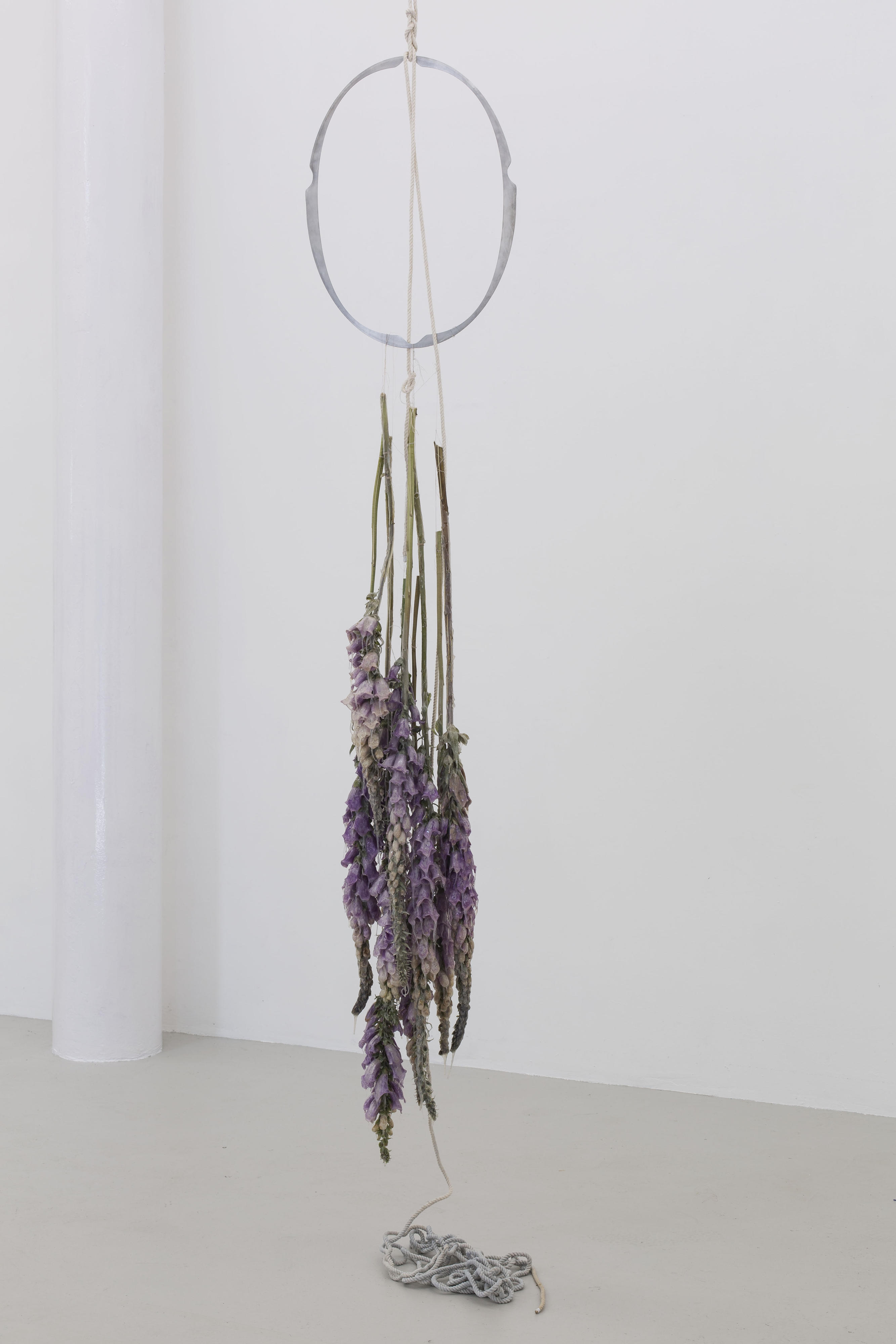 Gimmel (Rangitikei), hanging foxgloves