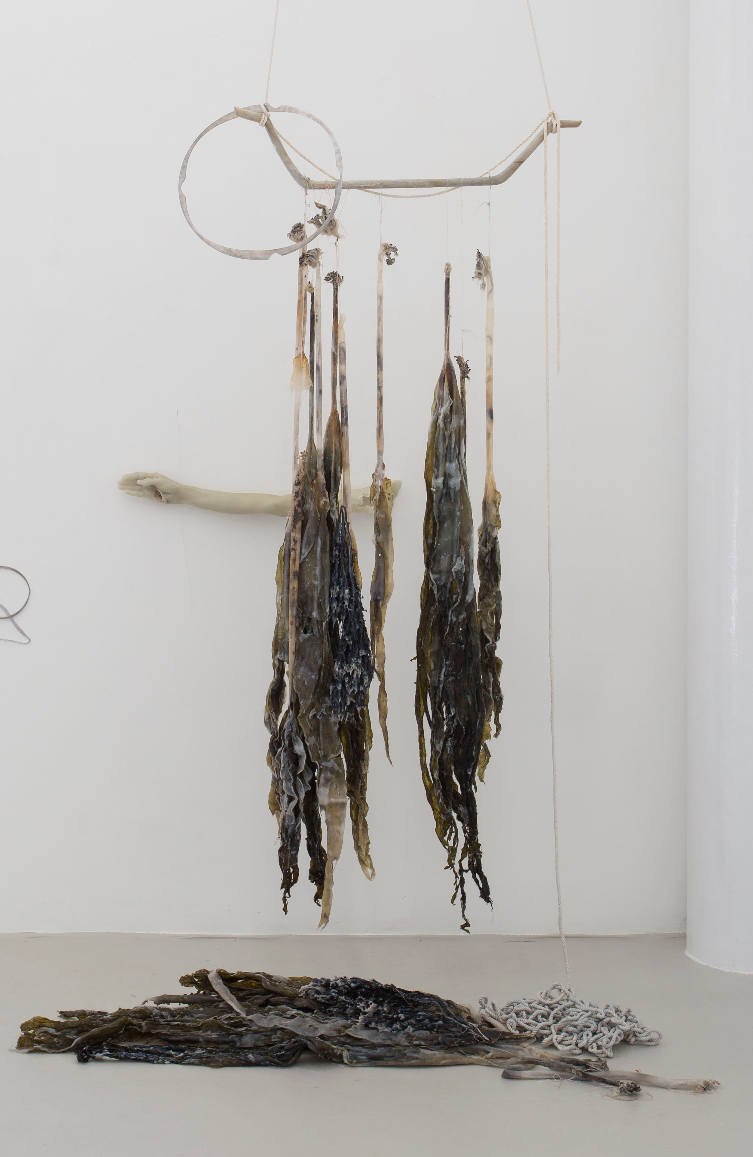 Gimmel: Laminariales